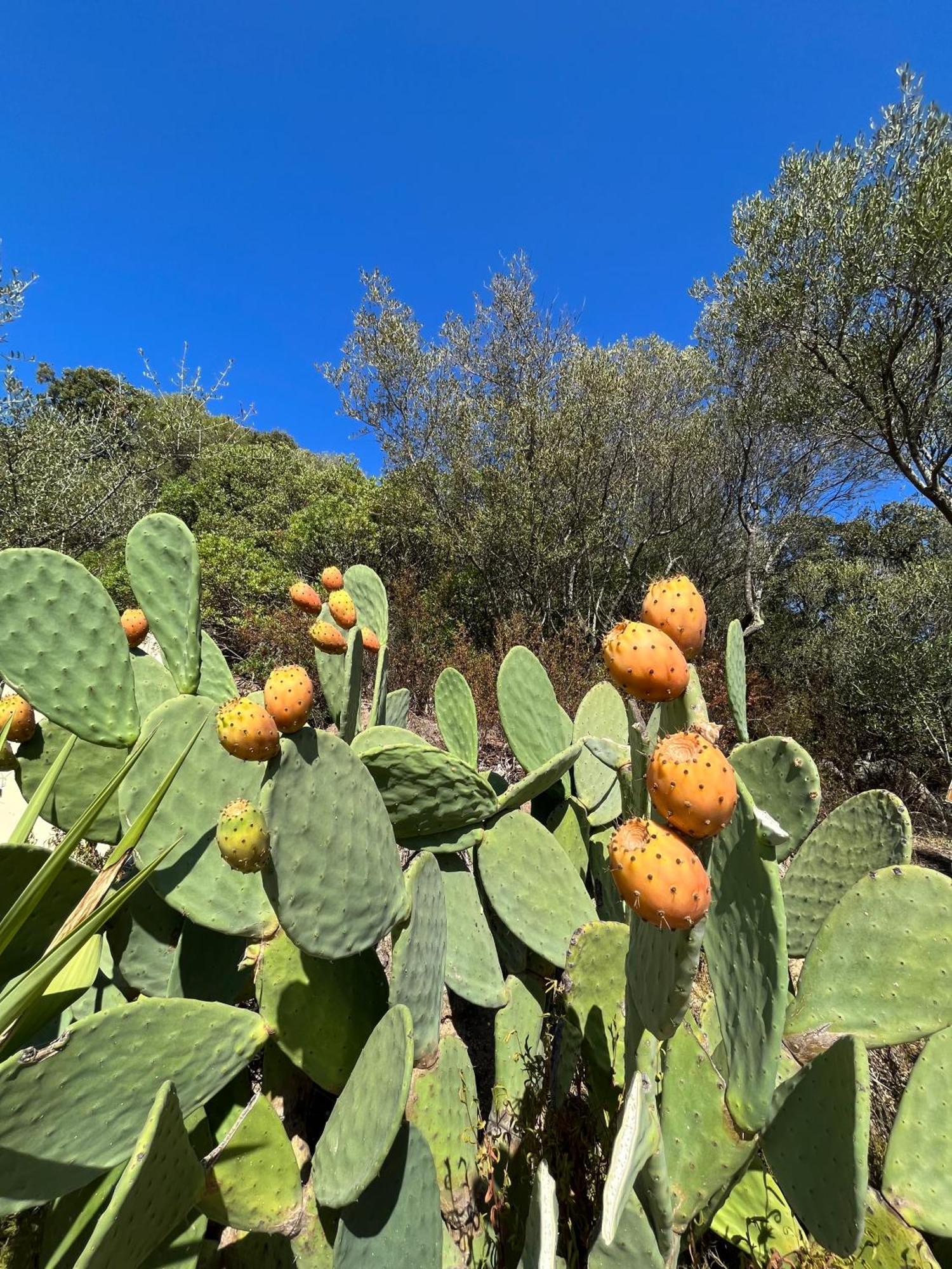 Venti Di Vacanza - Levante & Grecale Olbia Exteriör bild